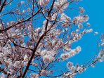 bunga-sakura_20180306_102401.jpg