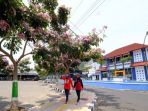 bunga-tabebuya-di-jalan-a-yani-kota-magelang_20181012_211721.jpg