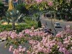 bunga-tabebuya-di-kota-surabaya.jpg