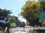 bunga-tabebuya-mulai-bermekaran-di-jalan-blauran.jpg