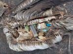 burung-albatros-memakan-plastik-di-pulau-midway-samudera-pasifik_20180511_122702.jpg