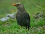 burung-anis-gunung-atau-jalak-gading_20180120_105757.jpg