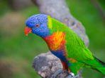 burung-beo-australia-gambar-123.jpg