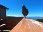 burung-beo-mencuri-gopro.jpg
