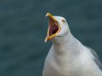 burung-camar-1.jpg