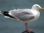 burung-camar_20180907_212842.jpg
