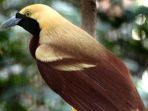 burung-cenderawasih_20171025_165110.jpg