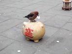 burung-di-beijing_20171215_144903.jpg