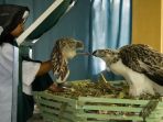 burung-di-beri-makan_20171029_142202.jpg