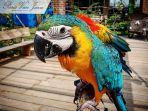 burung-di-taman-beta-aviary-pvj.jpg