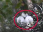 burung-elang-jawa-yang-disebut-garuda.jpg
