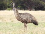 burung-emu_20171120_124607.jpg