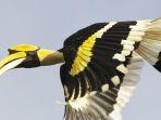 burung-enggang.jpg