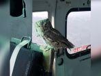 burung-hantu-hinggap-di-helikopter.jpg