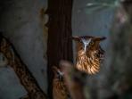 burung-hantu_20160811_210721.jpg