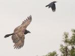 burung-hering-berjanggut-di-langit-lincolnshire.jpg