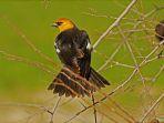 burung-hitam-berkepala-kuning.jpg