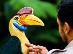 burung-julang-sulawesi-di-lembang-park-zoo.jpg