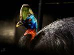 burung-kasuari-casuarius.jpg