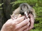 burung-kiwi_20180317_093823.jpg