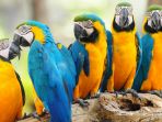 burung-macaw_20180321_181333.jpg