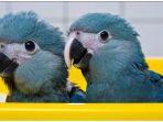 burung-makaw-spix-biru.jpg