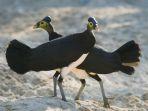 burung-maleo.jpg