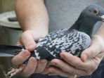 burung-merpati-belgia_20170730_212927.jpg