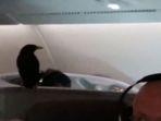 burung-myna-yang-masuk-kabin-kelas-bisnis-pesawat-singapore-airlines.jpg