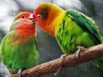 burung-parkit-11.jpg
