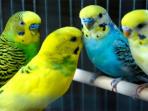 burung-parkit_20160928_153508.jpg