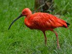 burung-scarlet-ibis.jpg