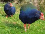 burung-takahe.jpg