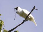 burung-white-bellbird.jpg