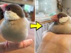 burung_20170429_194352.jpg