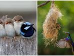 burung_20171216_164809.jpg