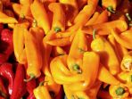 cabai-habanero_20170907_152115.jpg