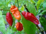 cabai-terpedas-di-dunia_20170611_205157.jpg