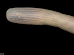 cacing-kacang-laut_20170702_132728.jpg