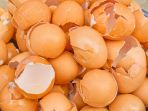 cangkang-telur_20180317_141035.jpg