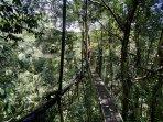canopy-trail-mulu-5.jpg