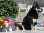 capitan-si-anjing-setia_20180224_163228.jpg