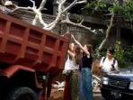 capture-video-viral-aksi-bule-cewek-bantu-angkat-pohon-di-bali.jpg