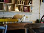 cat-cabin_20160805_090403.jpg