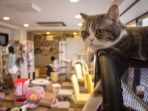 cat-cafe_20180813_163107.jpg