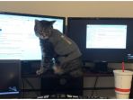cats-being-jerk_20180323_144356.jpg