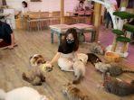 caturday-cafe-jhs.jpg