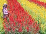 celosia_20180512_132549.jpg