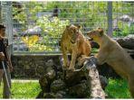 central-park-zoo-pancur-batu.jpg