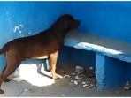 chico_20180606_184602.jpg
